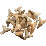 Arrowhead - Shark Tooth Fossils 1.5 Inch